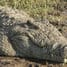 Krokodýl zabil v Etiopii kněze, který křtil lidi v jezeru