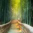 Oáza klidu a harmonie. To je bambusový les nedaleko rušného japonského města Kjótó