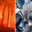 Australské požáry decimují populace zvířat. Zděšení klokani prchají, ale koaly nemají jak plamenům uniknout