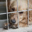 Psa najdete snadněji: Veterináři spustili databázi ztracených psů, obsáhne i čipy