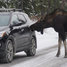 Mlsné losí jazýčky, kanadský národní park upozorňuje na olizování vozidel