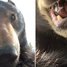 Zvídavý medvěd narazil v lese na ztracené GoPro a natočil krátké video. Nálezce kamery se pak nestačil divit